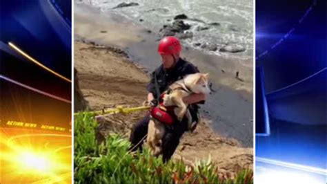 dog rescued after falling off cliff
