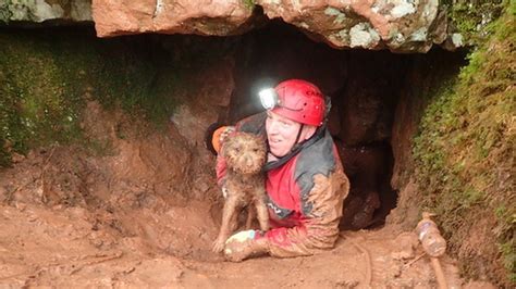 dog rescued from cave