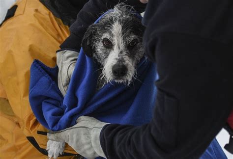 dog rescued from river