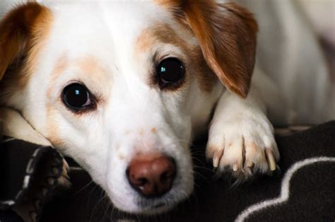Dog resting after dry heaving