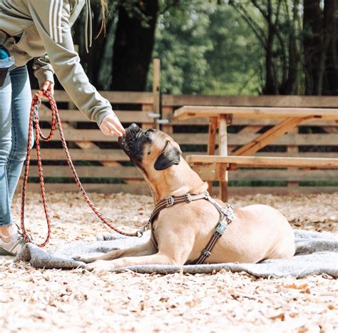 Dog Restraint For Veterinary Technicians