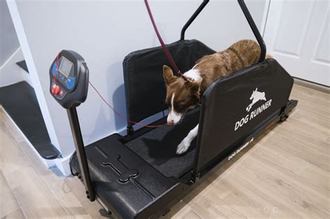 Dog Runner Treadmill Reviews