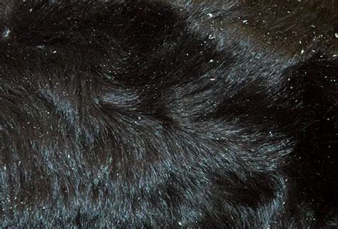 Dog S Coat Flaky