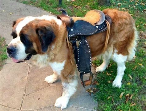 Dog Saddle for Dog: An Ultimate Guide