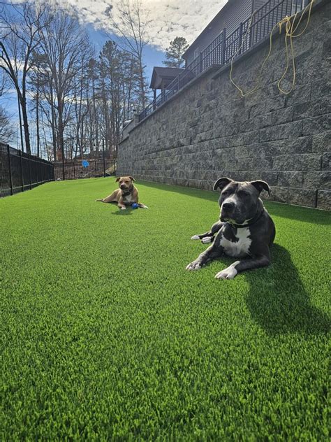 Dog Safe Artificial Grass