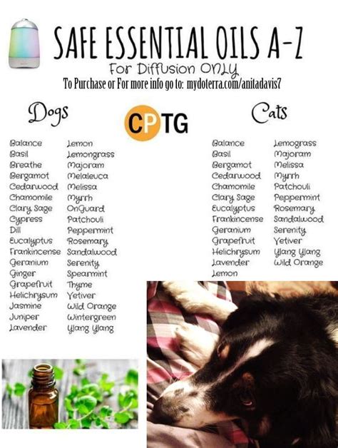 dog safe essential oils to diffuse