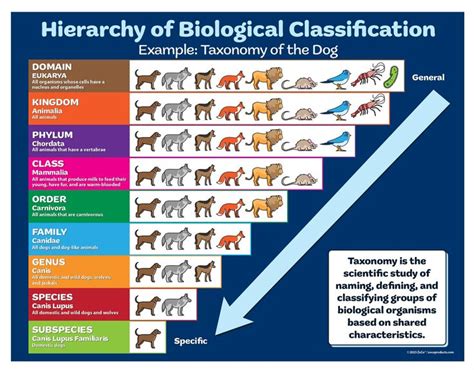 dog scientific classification