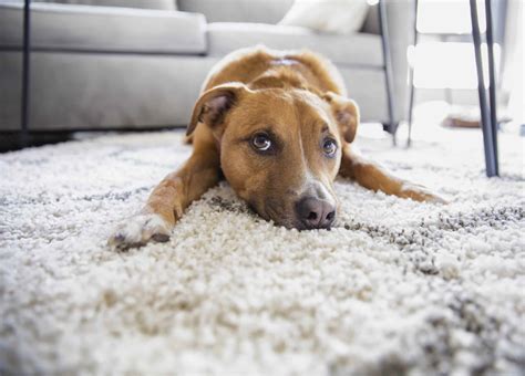 dog scratching carpets