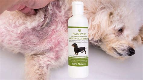 Dog Shampoo For Pyoderma