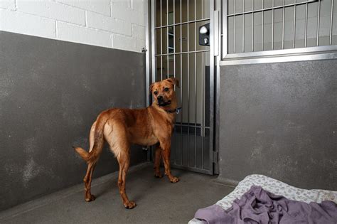 dog shelter in ohio