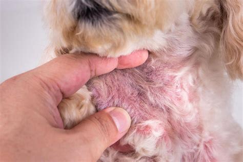 Dog Side Effects After Deworming