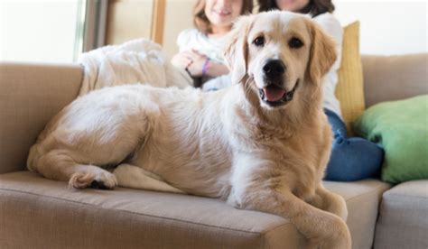Dog sitting on owner's feet