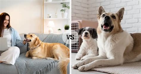 Dog Sitting Vs Boarding