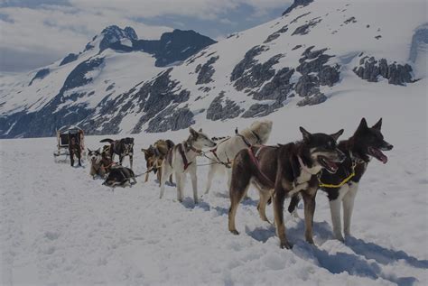 dog sled in alaska