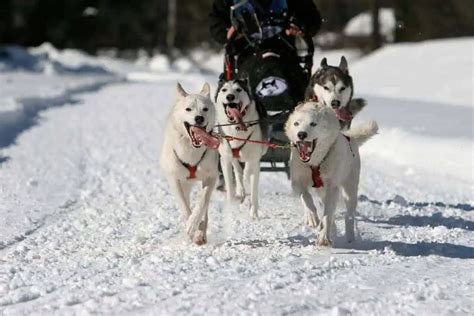 Dog Sledding Near Portland Maine