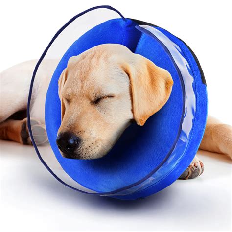 Dog Sleeping With E Collar