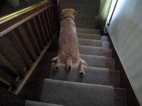 dog sliding down stairs
