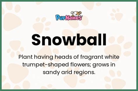 Dog Snowball Name