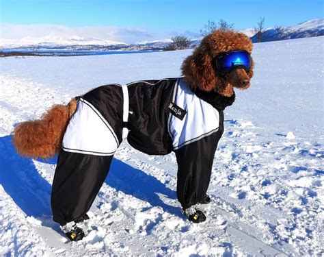 Dog Snowsuit Large Dog