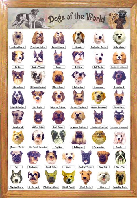 dog species names and pictures