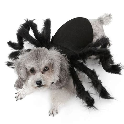 dog spider halloween costume