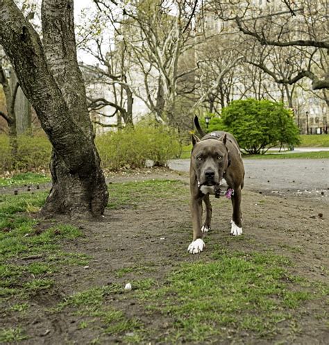 dog stabbed to death in central park