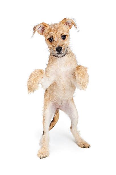 dog standing on two legs