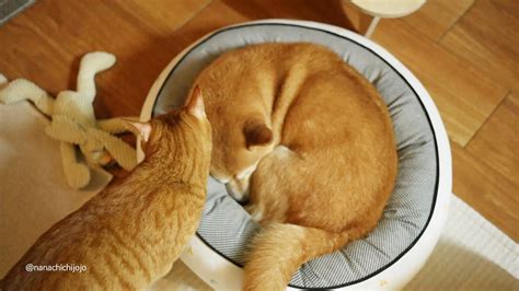 Dog Steals Cat Bed