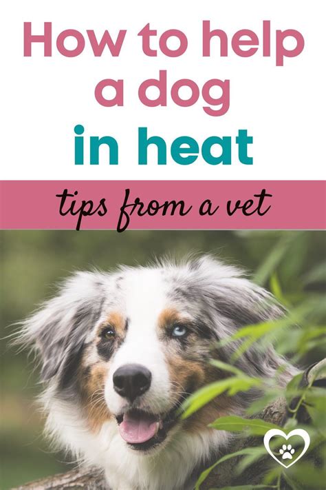 Dog Stinks When In Heat