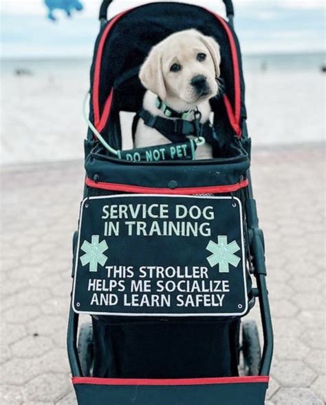 Dog Stroller Sign