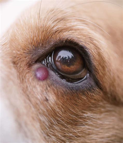 Spotting and Solving Dog Stye: Quick Guide