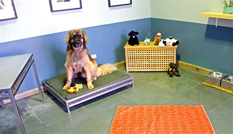 dog suites in new york city