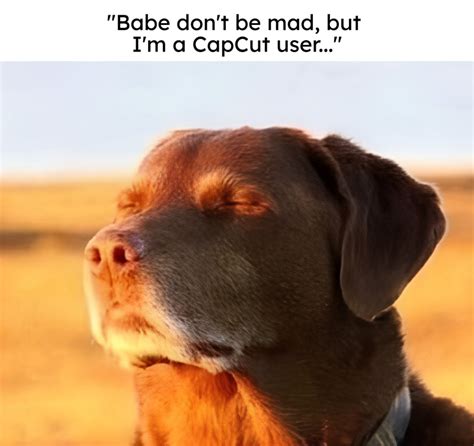 Dog Sunset Meme