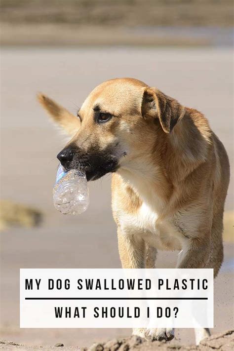 Dog Swallowed Plastic Bag