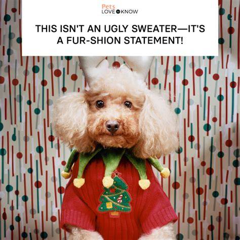 Sweater weather I Has A Hotdog Dog Pictures Funny pictures of