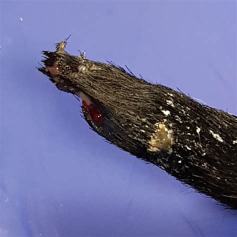 dog tail tip necrosis