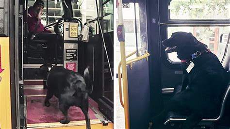 Dog Takes Bus