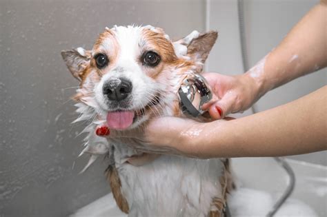 Dog taking a bath