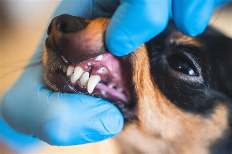 Dog Teeth Cleaning Tucson