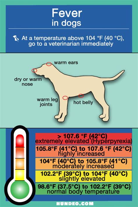Dog Temp For Fever