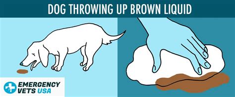 Dog Throw Up Liquid Brown
