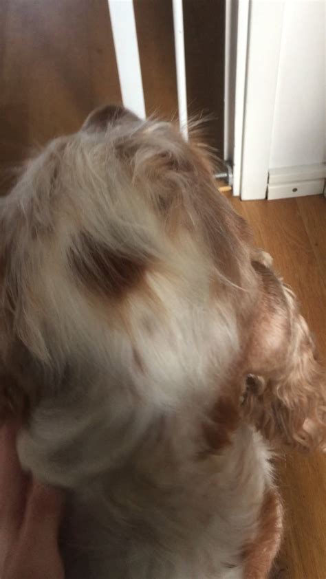 Dog Throws His Head Back