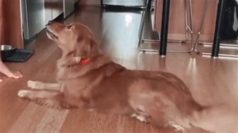 Dog Throws Temper Tantrum