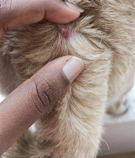 Dog Tick Bite Swollen