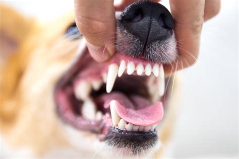 dog tooth pain