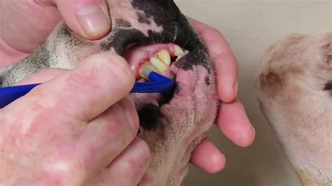 Dog Tooth Plaque Removal