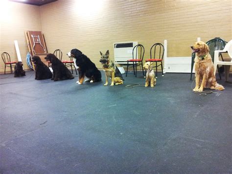 dog trainer school near me online