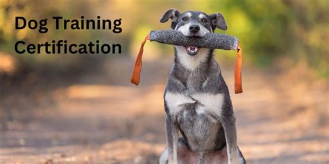 Dog Training Certification Virginia