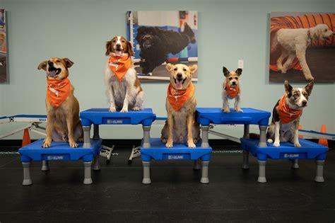 Dog Training Classes Twin Cities
