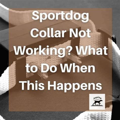 Dog Training Collar Not Working